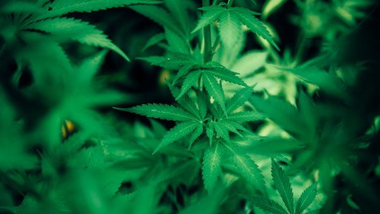 Los 5 principales retos a la hora de dejar el Cannabis