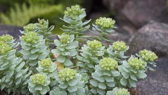 Ashwagandha y Rhodiola para la gestión del Estrés