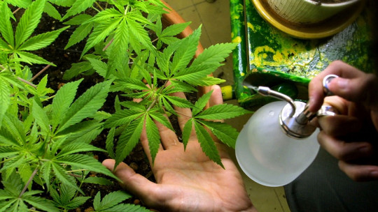 Planta de marihuana.