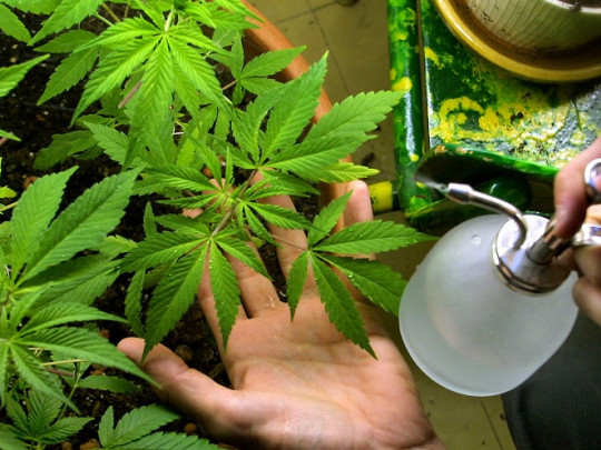 Planta de marihuana.