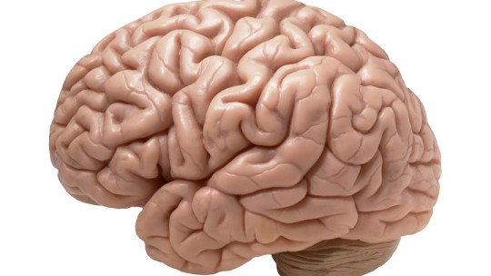 Hábitos para cuidar y mantener entrenado el Lóbulo Frontal
