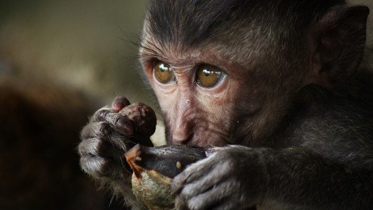 ¿Por qué se emborrachan los Animales?