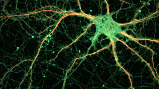 Así funcionan los Neurotransmisores, mensajeros químicos del Cerebro