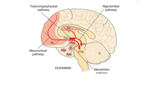 Vía mesocortical.