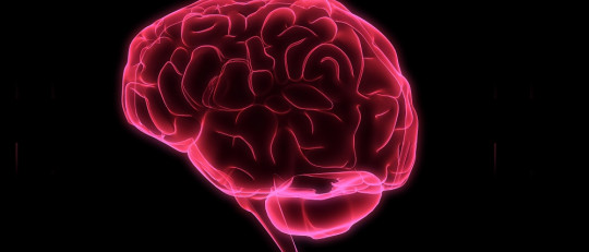 Cerebro en 3D.