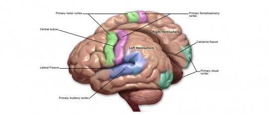 Corteza motora del cerebro.