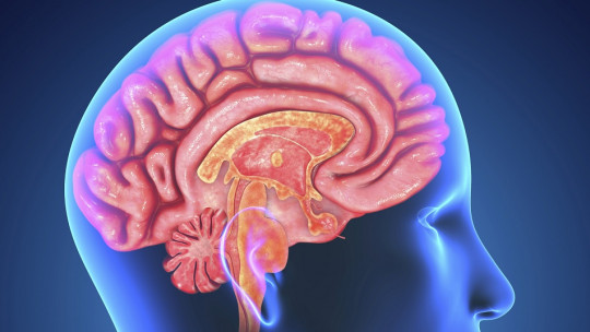 Cerebro humano y sus áreas auditivas.