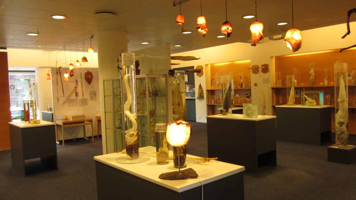Museo del falo