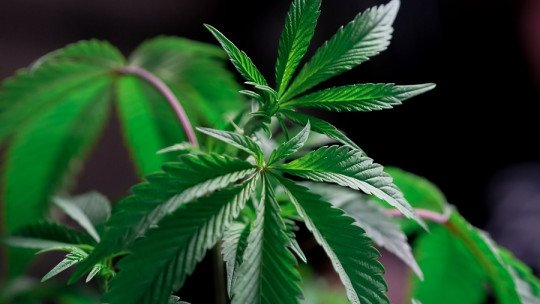 ¿Puede la Marihuana causar alucinaciones?