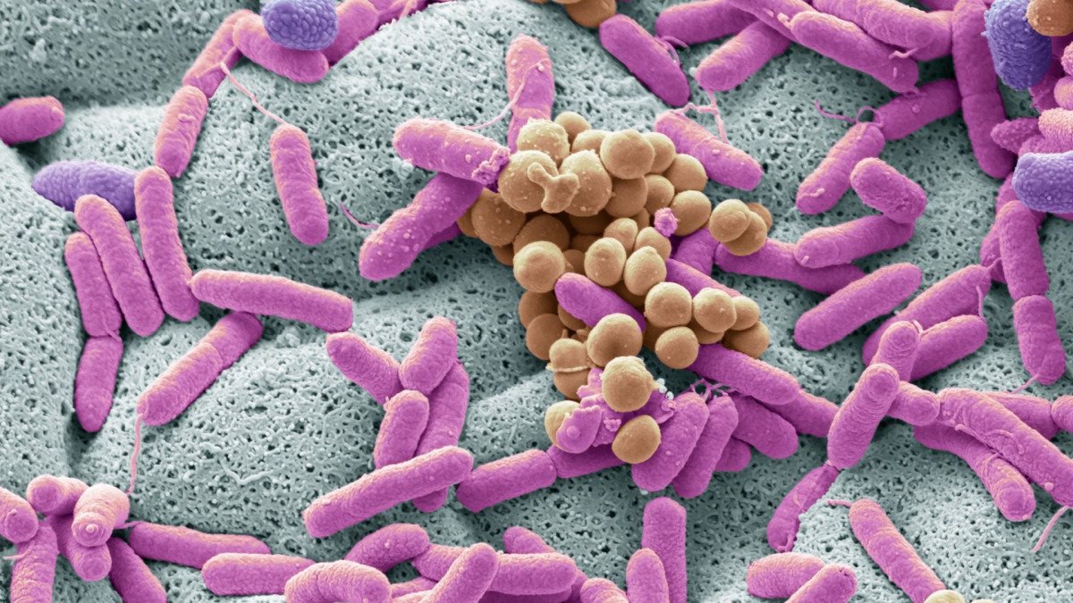 que-es-microbioma