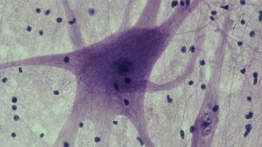 Cuál es la relación entre las Neuronas Espejo y el Aprendizaje