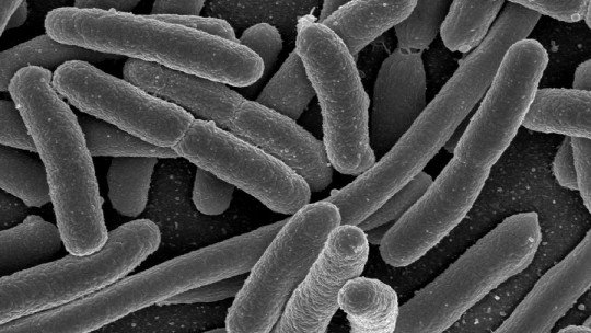 ¿Qué relación hay entre la Flora Intestinal y el Cerebro?