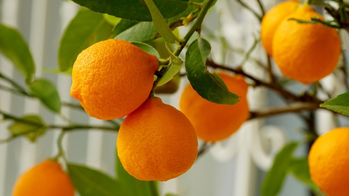como-desmontar-mito-media-naranja-amor