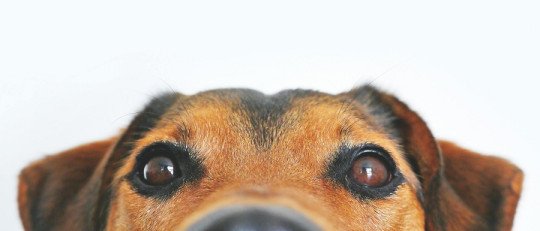 ¿Qué son los animales de apoyo emocional?