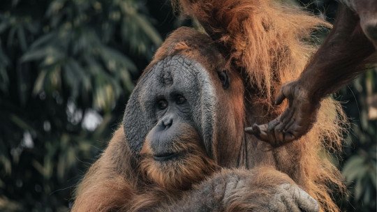 ¿Qué es la zoofarmacognosia?
