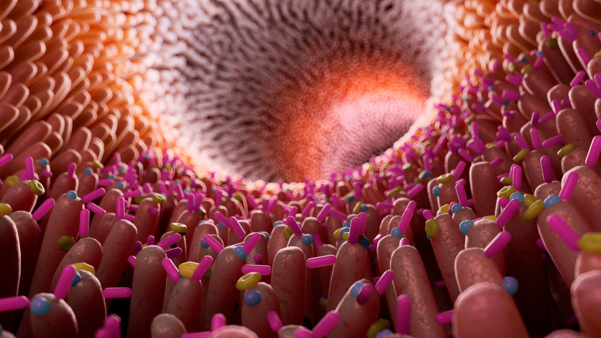 relacion-cerebro-sistema-digestivo