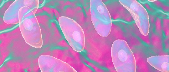 como-afecta-mente-toxoplasmosis