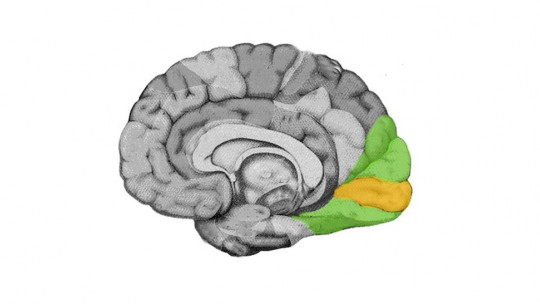 Corteza visual del cerebro.