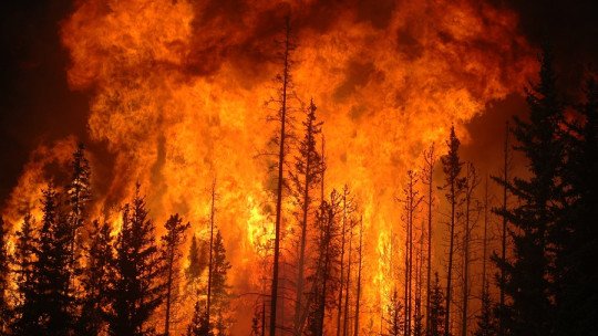 Incendios de Los Angeles: sobrevivir al trauma de haberlo perdido todo