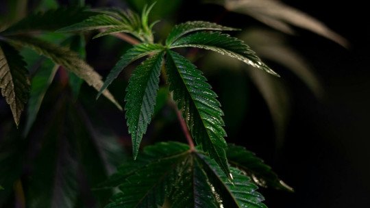 ¿Cómo tratar la Adicción al Cannabis? El papel de la Psicología