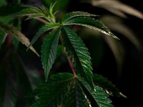 ¿Cómo tratar la Adicción al Cannabis? El papel de la Psicología