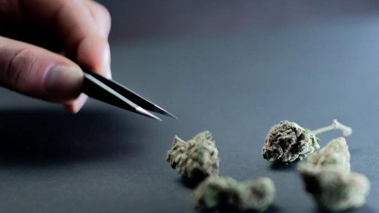 Un estudio confirma que el Cannabis daña un tipo de memoria en la mente