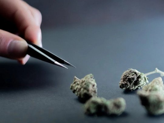 Un estudio confirma que el Cannabis daña un tipo de memoria en la mente