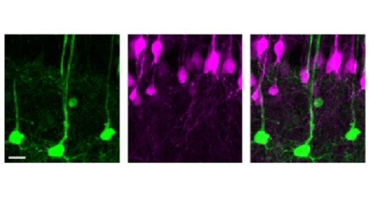 Descubren un tipo de Célula que nos permite recordar nuevas cosas