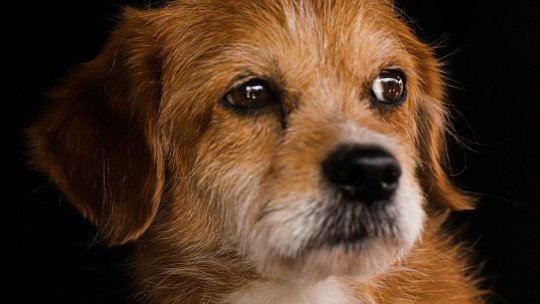 Los animales también toman malas decisiones si eligen entre muchas opciones