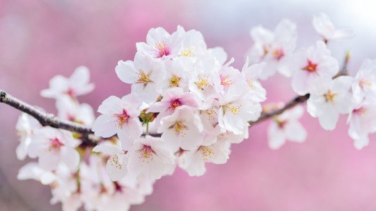 Poemas primavera