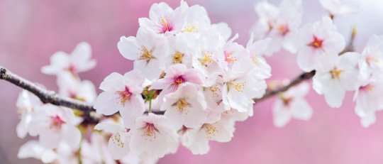 Poemas primavera