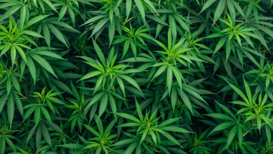 Qué pasa cuerpo cuando dejas fumar marihuana