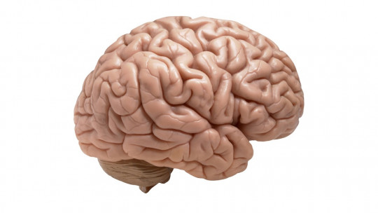 Corteza cerebral.