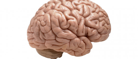 Corteza cerebral.