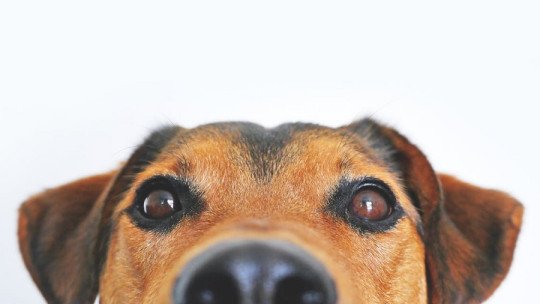 ¿Las Mascotas nos hacen más Felices?