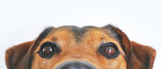 ¿Las Mascotas nos hacen más Felices?
