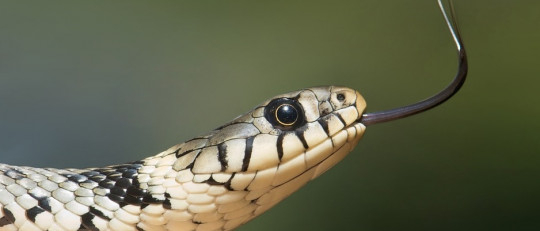 Ofidiofobia
