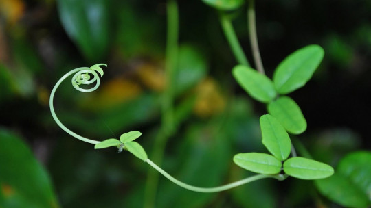 Plantas con visión