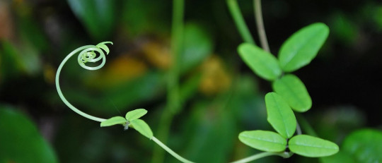Plantas con visión