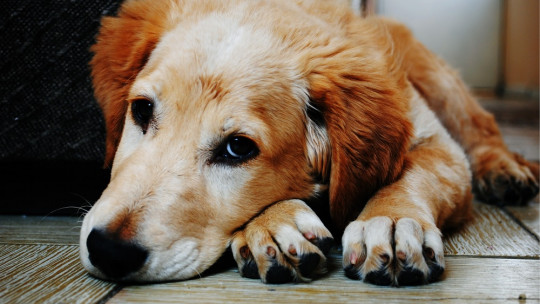 Suicidio en animales