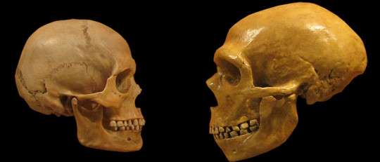Neandertales