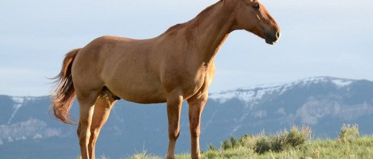 ¿Cómo funciona la Terapia con Equinos?