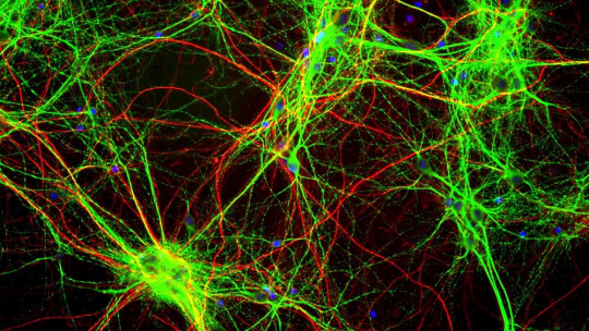 Neuronas