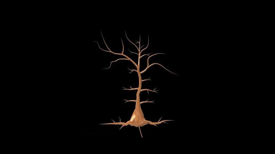 Neurona piramidal