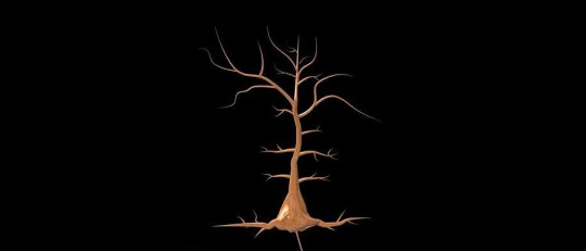 Neurona piramidal