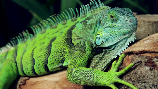 Herpetofobia