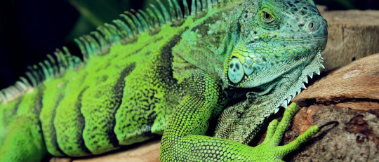 Herpetofobia