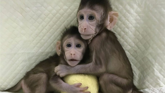 Monos clonados