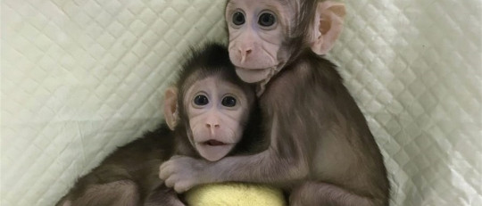 Monos clonados