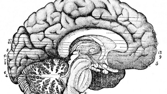 Cerebro